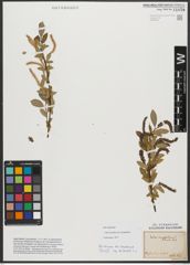 Foto von Salix triandra subsp. amygdalina (L.) Schübl. & G. Martens
